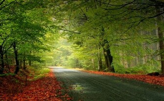 Beautiful Forest HD Wallpaper 1080p