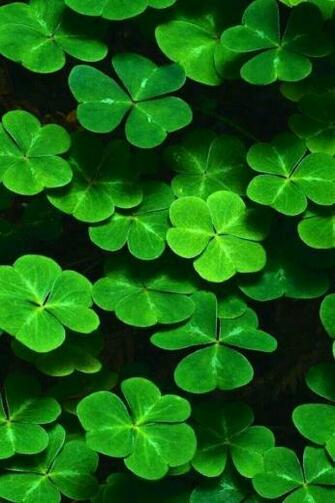 Tr Bol All That Is Green Unique iPhone Wallpaper St Patricks