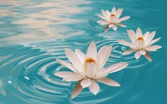 Lotus Flowers Wallpaper Beautiful Desktop