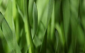 Grass Wallpaper Widescreen Windows
