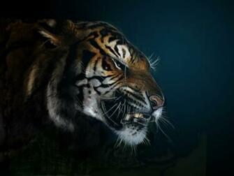 Cool Tiger Face Wallpaper