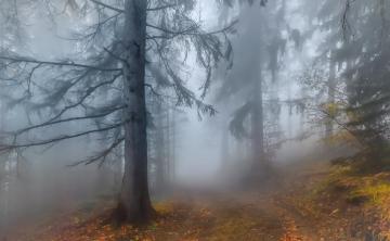 Wallpaper Wood Autumn Cloud Cold Fall Leaves Yellow Fog