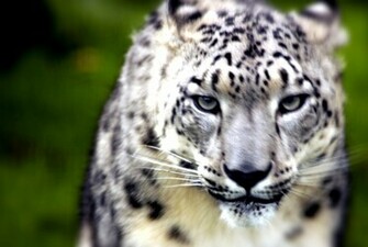 Snow Leopard HD Wallpaper