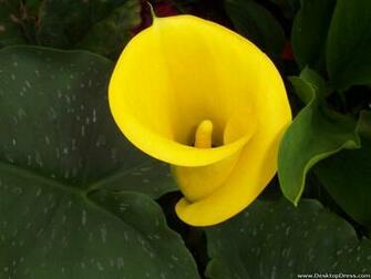 Calla Lily Desktop Wallpaper For