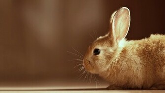 Description Cute Bunny HD Wallpaper Is A Hi Res For Pc
