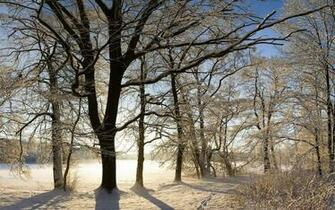 Wallpaper Stocks Spot Winter Html