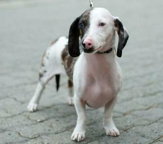Dapple Dachshund Movdata