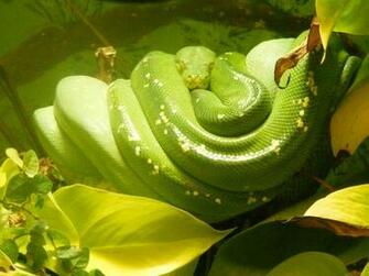 Telecharger Wallpaper Background Green Tree Python Whipsnade