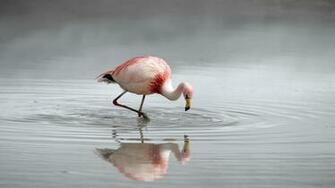 Best Flamingo Bird Wallpaper For Desktop HD Background Screensavers
