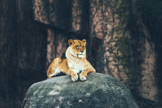 Lion Sitting On Rock 4k Wallpaper HD Animals