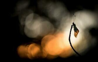 Wallpaper Nature Insect Ascalaphe Sulfur Libelloides Coccajus