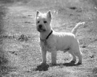 Westie Portrait Desktop Pc And Mac Wallpaper