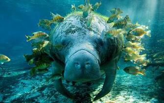 Manatee Wallpaper