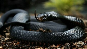 Mamba Snake Wallpaper Black Image Cool