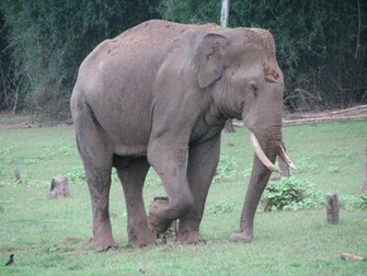 Indian Elephant