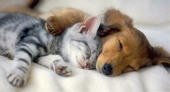 Puppy Picture Kittens Fighting Cute Kitten