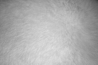 White Fur Texture High Resolution Photo Dimensions