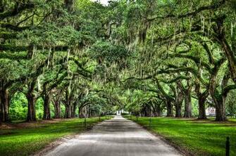 It Is Lined By About Oaks With Spanish Moss South Carolina Jpg