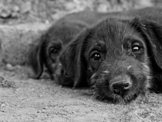 Cute Puppies Of Irish Wolfhound Wallpaper