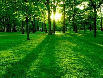 Green Grass Wallpaper