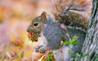 Funny Squirrel Animals Wallpaper Gallery