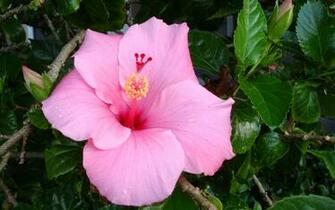 Tropical Flowers