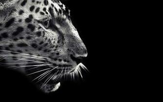 Black Jaguar Wallpaper