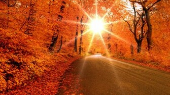 Fall Leaves HD Wallpaper