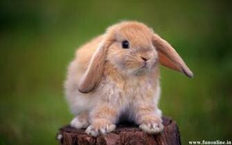 Rabbit Wallpaper Cute Baby Rabbits HD
