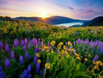 Spring Season Wallpaper One HD Pictures Background