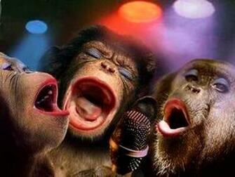 Funny Monkey Wallpaper Fine HD