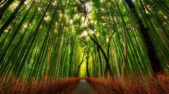 Bamboo Forest Kyoto Japan Desktop Wallpaper HD For