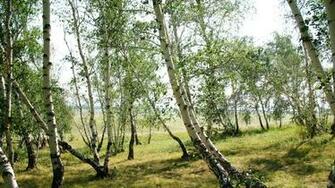 Forests Birch Green Nature Trees Wallpaper