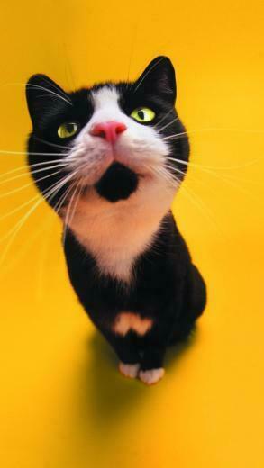 Funny Black Cat Wallpaper iPhone