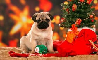 Pug Under The Christmas Tree Great Wallpaper Beautiful Dog Breeds