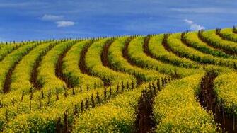 Wine Region California Wallpaper By T1000 Revelwallpaper Net