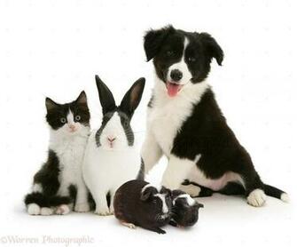 Black And White Image Of Animals Background