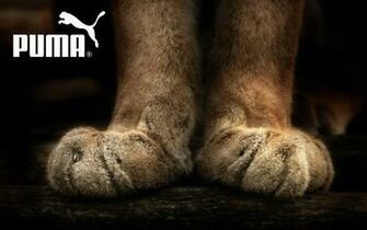 Puma Wallpaper And Image Pictures Photos