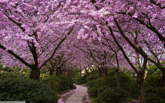 Spring Flowers Cherry Blossom Wallpaper HD