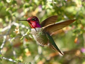 Hummingbirds Wallpaper