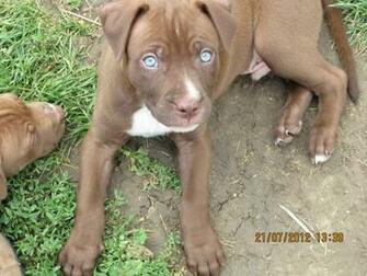 Red Nose Pitbull Wallpaper