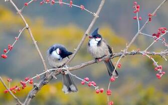 Couple Birds Berries Spring Animals Picture HD Wallpaper