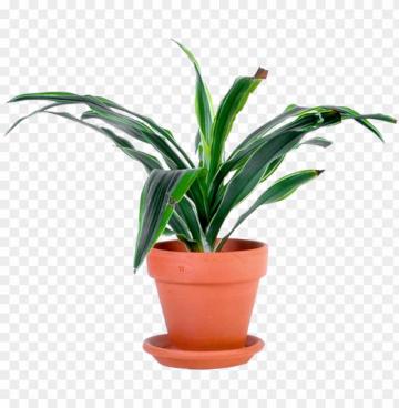Outdoor Potted Plants Png Plant Transparent Image