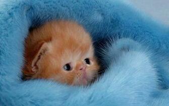 Kittens Image Cute Kitten Wallpaper Photos