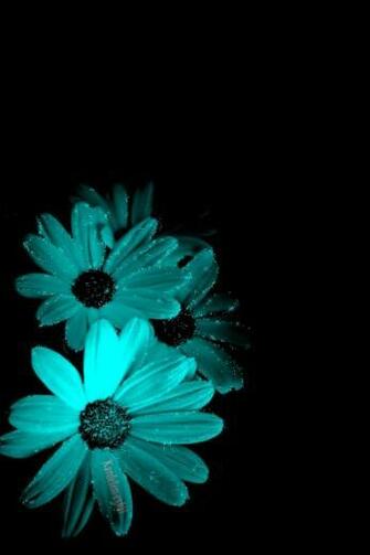 Dani Peck On Gerbera Daisy With Image Beautiful