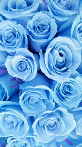 Light Blue Roses Wallpaper iPhone Flower Rose