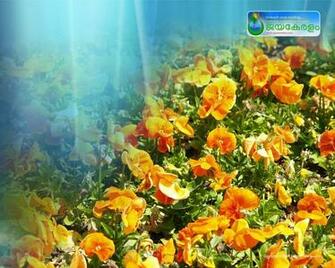Most Beautiful Flower Wallpaper