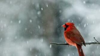 Snow Falling