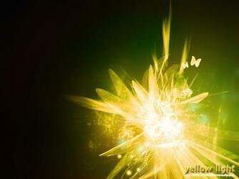 Light Yellow Background Pelauts
