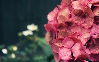 Cool Pink Flower Background Wallpaper HD Background